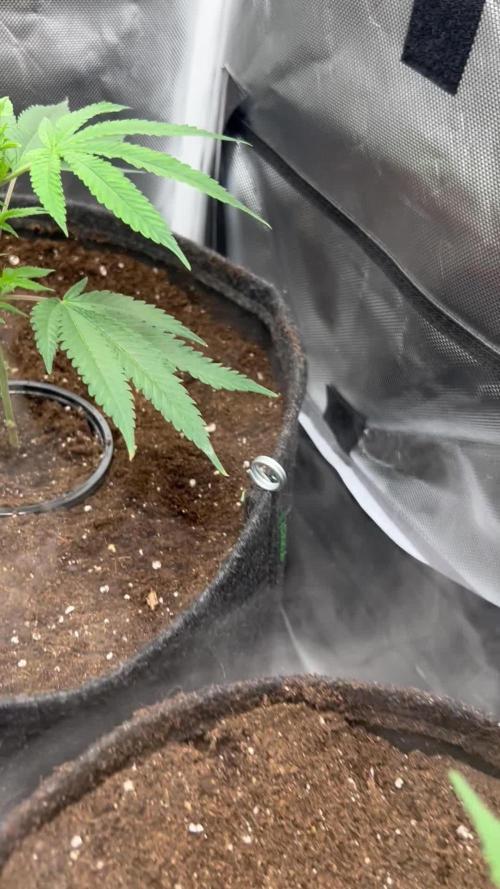 Sour Frootz - Karma Genetics