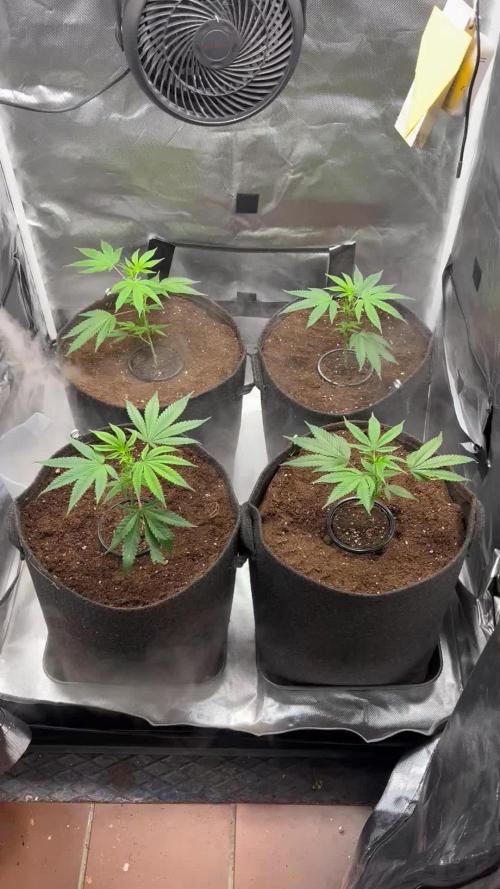 Sour Frootz - Karma Genetics