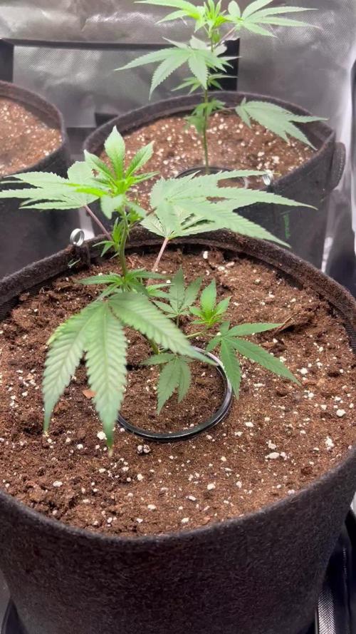 Sour Frootz - Karma Genetics