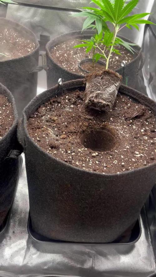 Sour Frootz - Karma Genetics