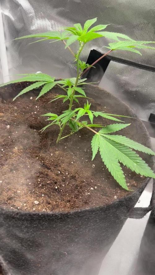 Sour Frootz - Karma Genetics