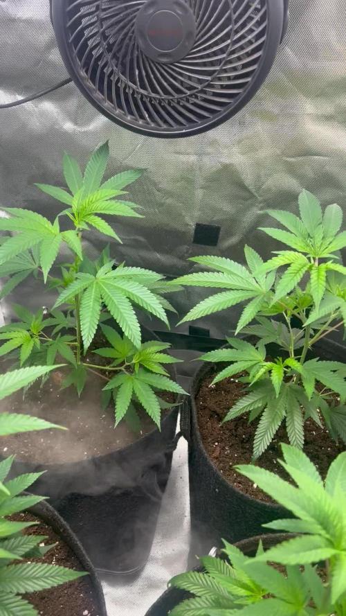 Sour Frootz - Karma Genetics