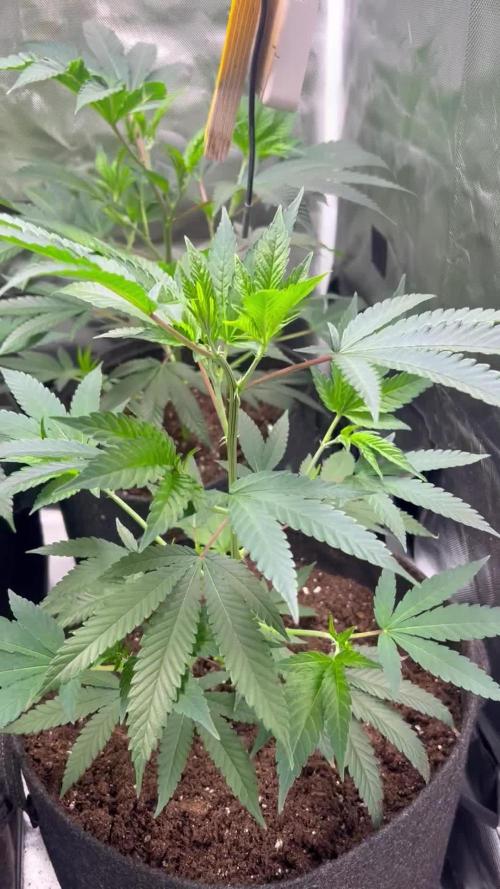 Sour Frootz - Karma Genetics