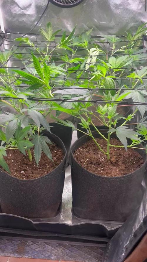 Sour Frootz - Karma Genetics