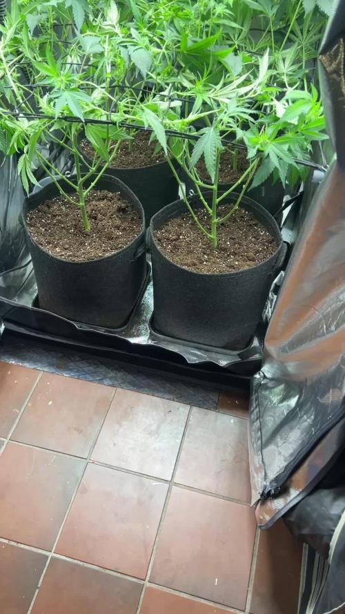 Sour Frootz - Karma Genetics