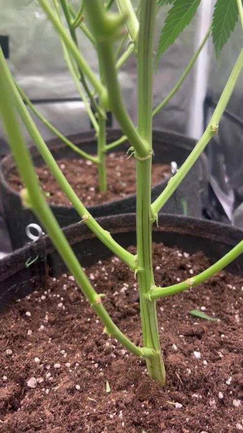 Sour Frootz - Karma Genetics