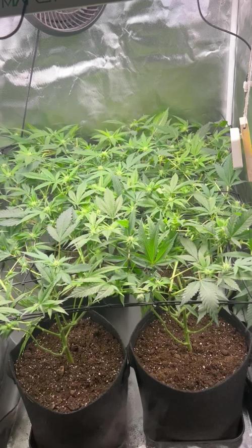 Sour Frootz - Karma Genetics