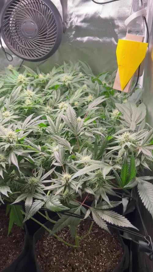 Sour Frootz - Karma Genetics