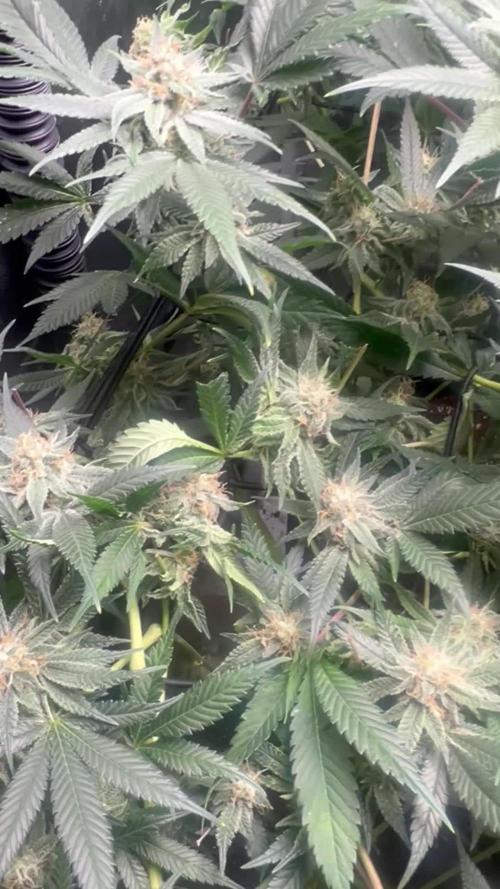 Sour Frootz - Karma Genetics