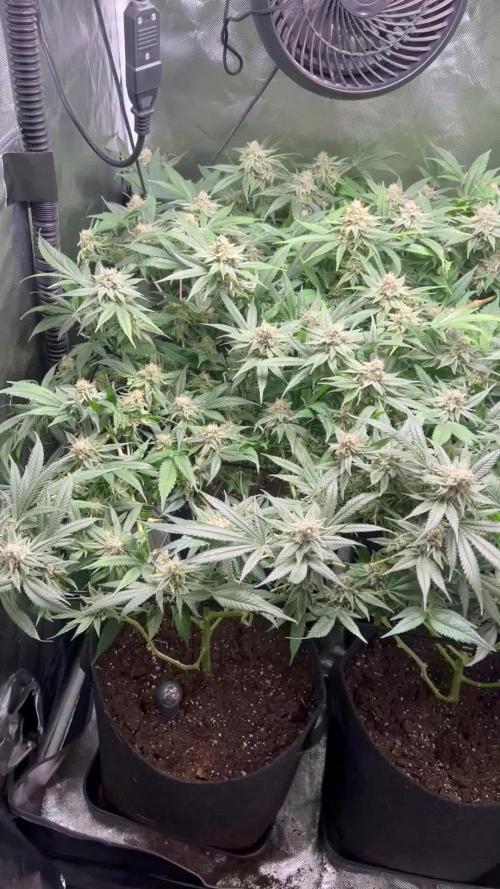 Sour Frootz - Karma Genetics