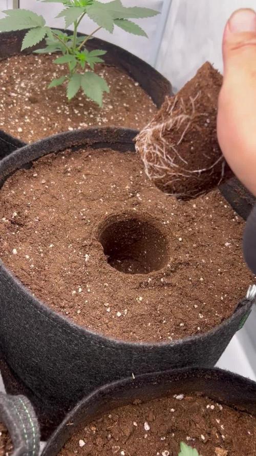 Slurrup - In House Genetics
