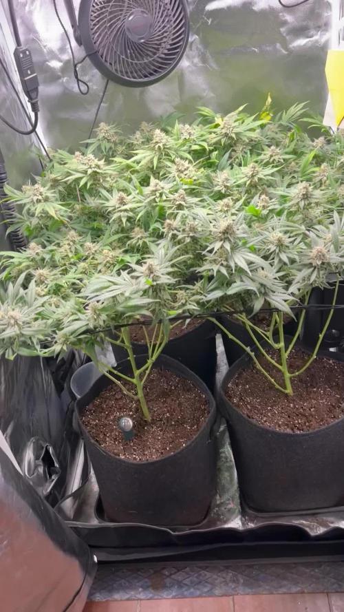 Sour Frootz - Karma Genetics