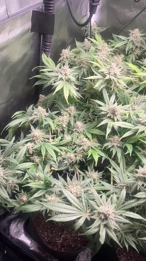 Sour Frootz - Karma Genetics