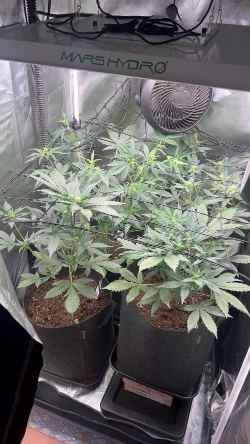 Apricot / Guava auto - 420 FastBuds