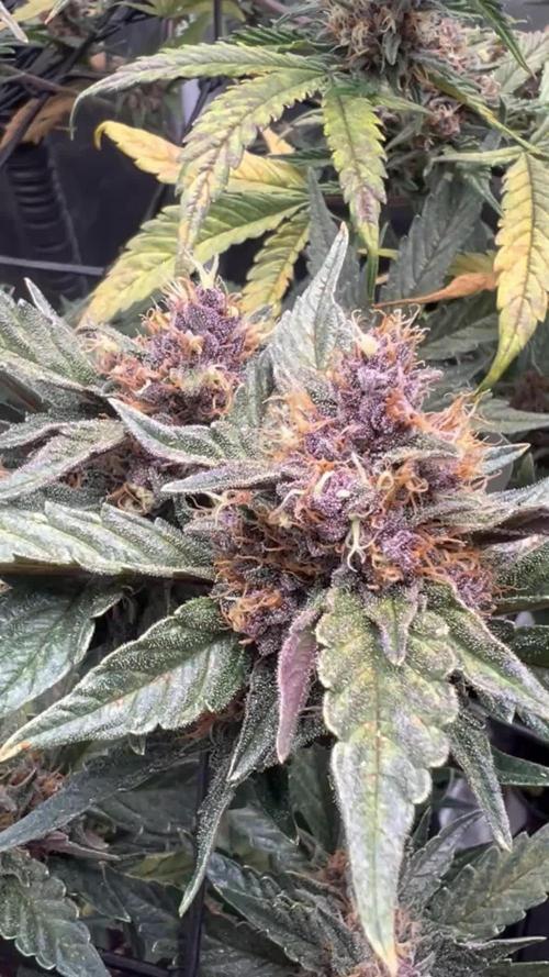 Apricot / Guava auto - 420 FastBuds