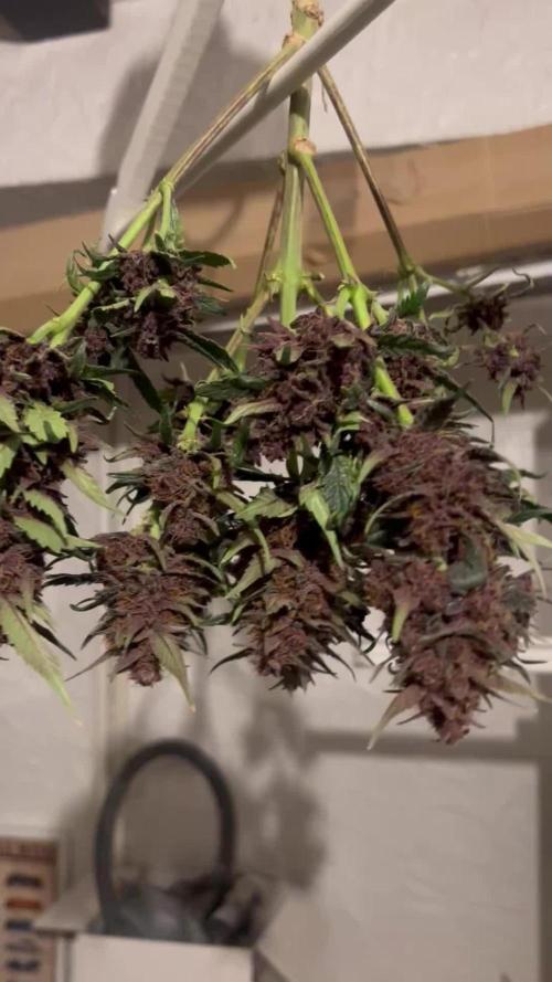 Apricot / Guava auto - 420 FastBuds