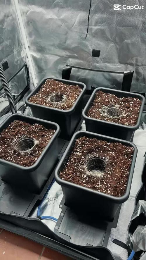 Super Buff Cherry #26 Cut