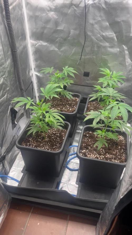 Super Buff Cherry #26 Cut