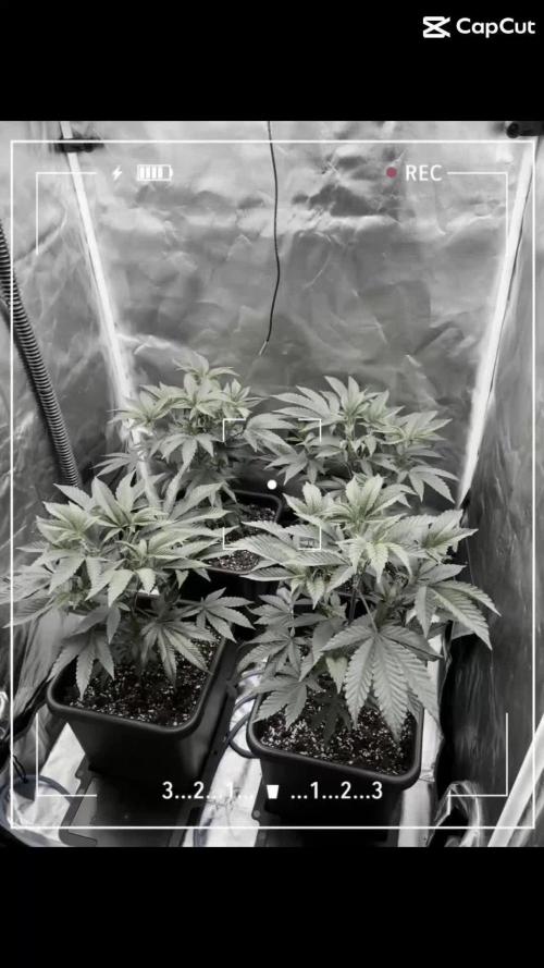 Super Buff Cherry #26 Cut