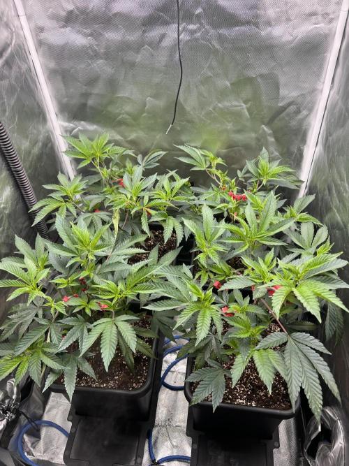 Super Buff Cherry #26 Cut. Week 3 - 03.11. F2