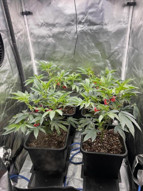 Super Buff Cherry #26 Cut. Week 3 - 03.11. F2