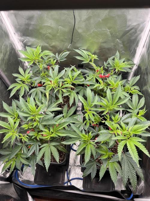 Super Buff Cherry #26 Cut. Week 3 - 03.11. F2