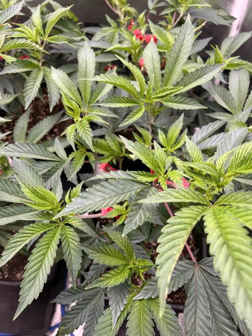 Super Buff Cherry #26 Cut. Week 3 - 03.11. F2