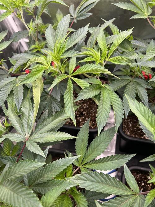 Super Buff Cherry #26 Cut. Week 3 - 03.11. F2