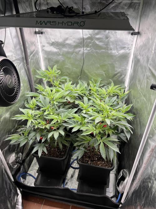 Super Buff Cherry #26 Cut. Week 3 - 06.11. F5