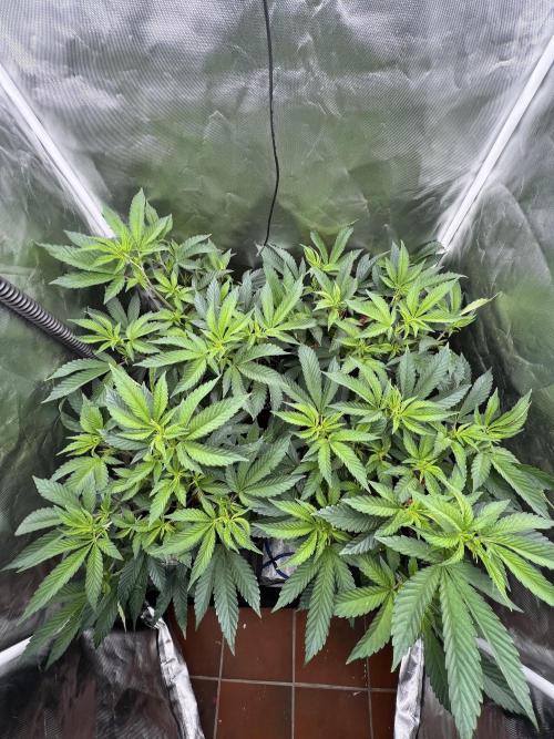 Super Buff Cherry #26 Cut. Week 3 - 06.11. F5