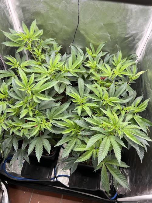 Super Buff Cherry #26 Cut. Week 3 - 06.11. F5