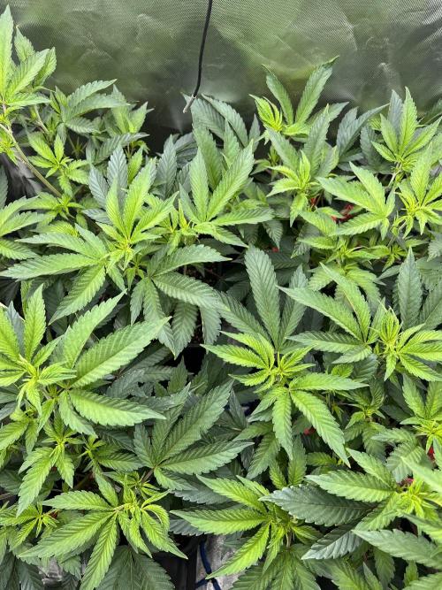 Super Buff Cherry #26 Cut. Week 3 - 06.11. F5