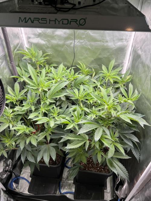 Super Buff Cherry #26 Cut. Week 4 - 09.11. F8