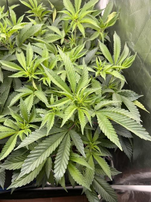 Super Buff Cherry #26 Cut. Week 4 - 09.11. F8