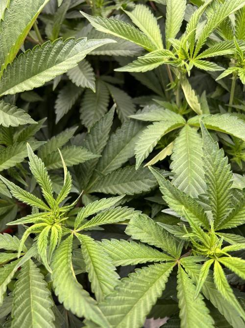 Super Buff Cherry #26 Cut. Week 4 - 09.11. F8