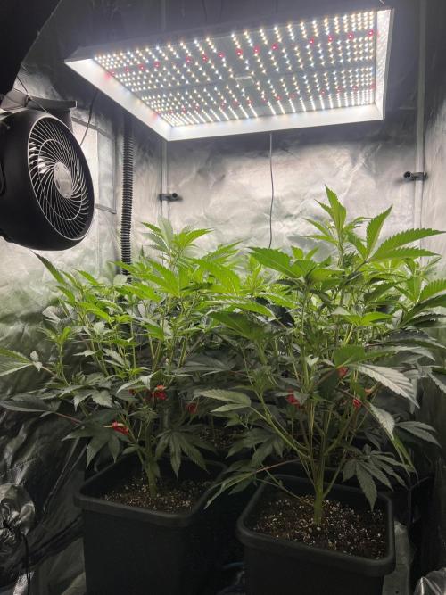 Super Buff Cherry #26 Cut. Week 4 - 09.11. F8