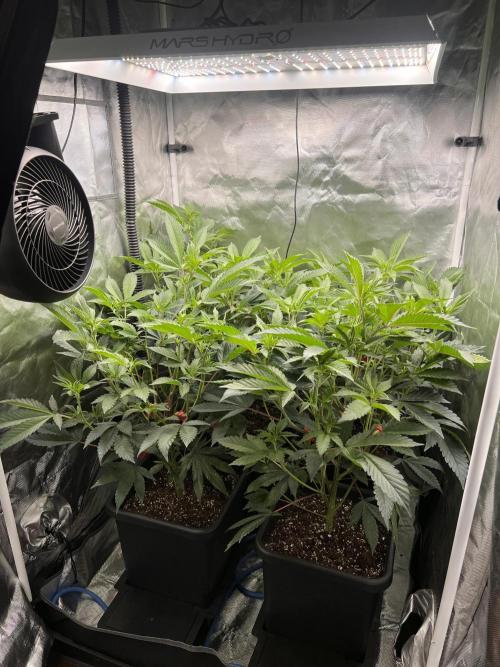 Super Buff Cherry #26 Cut. Week 4