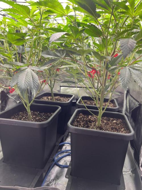 Super Buff Cherry #26 Cut. Week 4 - 10.11. F9