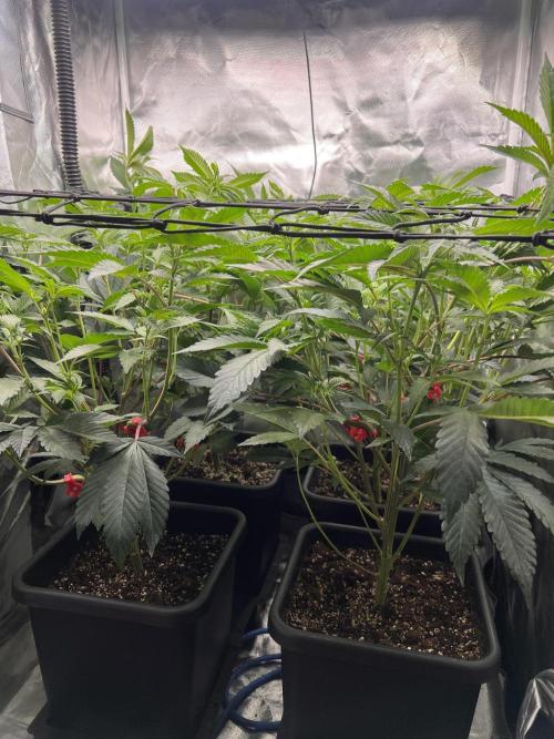 Super Buff Cherry #26 Cut. Week 4 - 10.11. F9