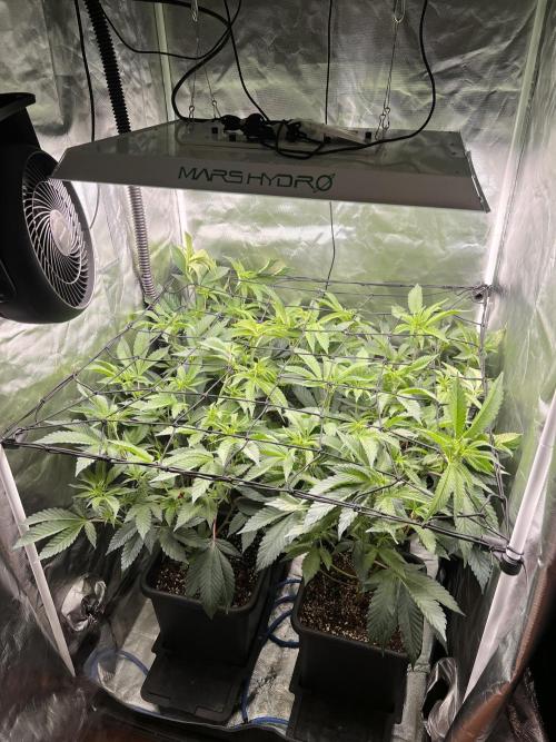 Super Buff Cherry #26 Cut. Week 4 - 11.11. F10