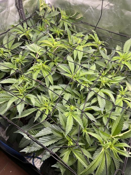 Super Buff Cherry #26 Cut. Week 4 - 11.11. F10