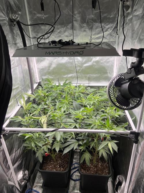 Super Buff Cherry #26 Cut. Week 4 - 12.11. F11