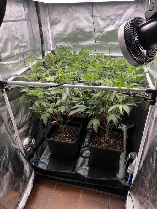 Super Buff Cherry #26 Cut. Week 4 - 12.11. F11