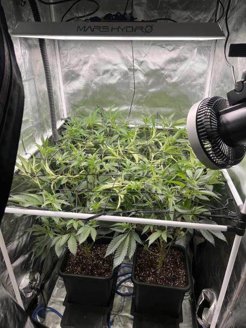 Super Buff Cherry #26 Cut. Week 4 - 13.11. F12