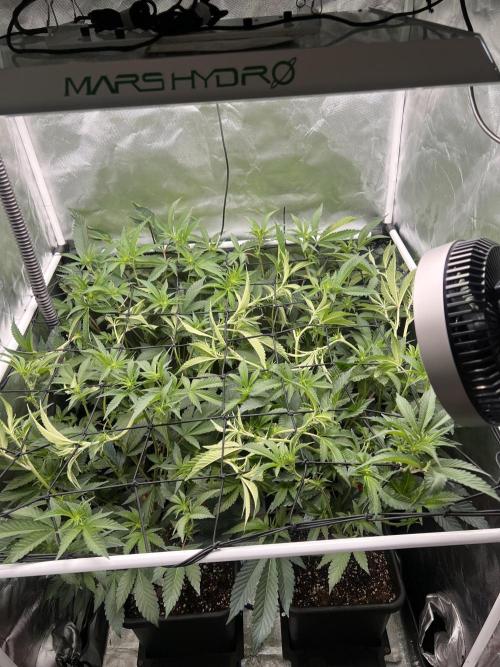 Super Buff Cherry #26 Cut. Week 4 - 13.11. F12