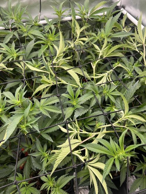 Super Buff Cherry #26 Cut. Week 4 - 13.11. F12