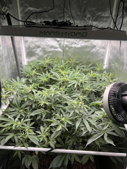 Super Buff Cherry #26 Cut. Week 5 - 18.11. F17