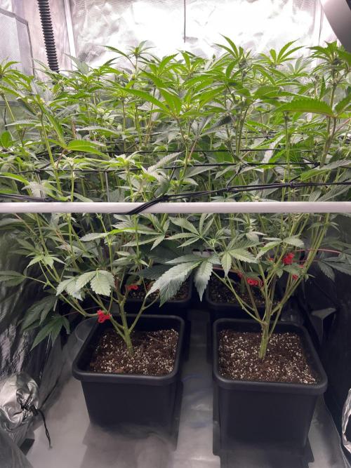 Super Buff Cherry #26 Cut. Week 5 - 18.11. F17