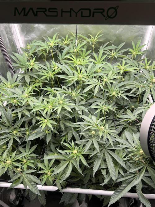 Super Buff Cherry #26 Cut. Week 5 - 18.11. F17