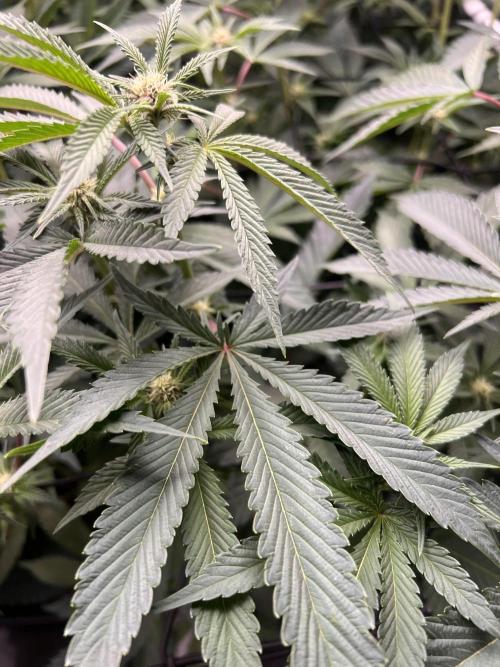 Super Buff Cherry #26 Cut. Week 5 - 18.11. F17